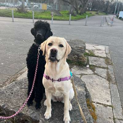 Hundetreffen-Hunde Begegnungen / Gassi Runden-Bild