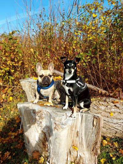 Die Dogorama Kalender Challenge Titelbild-Beitrag-Bild