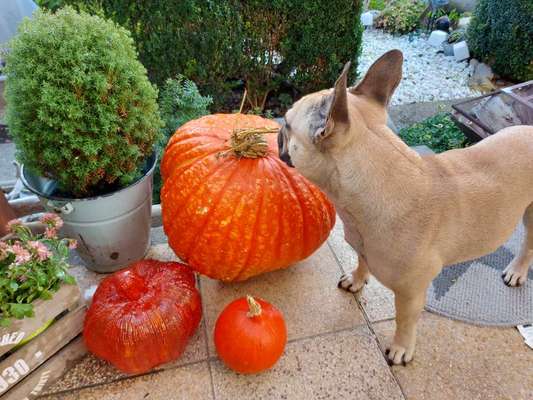 Fotochallange Nr.53 "HALLOWEEN"-Beitrag-Bild