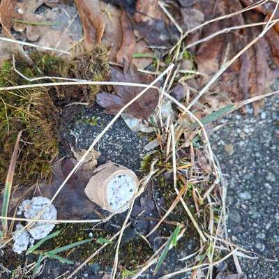 Giftköder-Giftköder-Bild