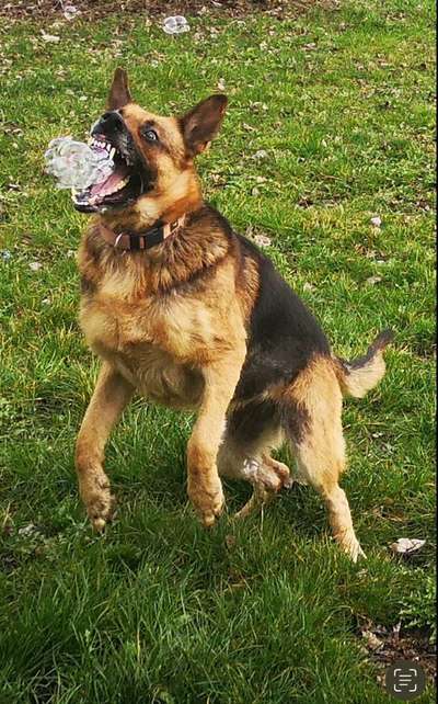 Dogorama Photo Challenge - lustigste Grimasse-Beitrag-Bild