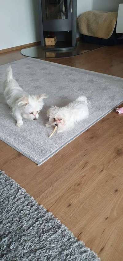 Bester Freund, Hundekumpel - zeigt her!-Beitrag-Bild