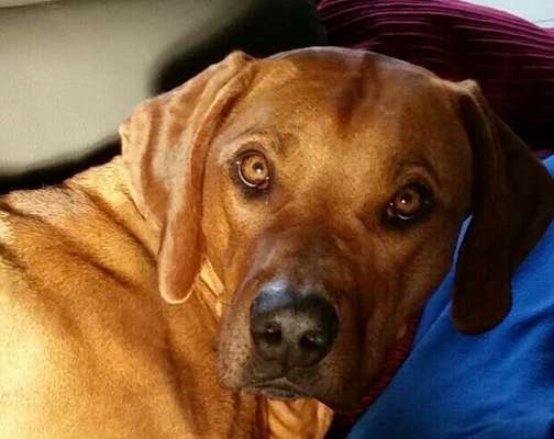 Rhodesian Ridgeback-Beitrag-Bild