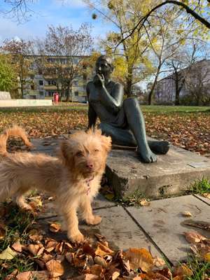 Hundetreffen-Park play date in Lichtenberg-Bild