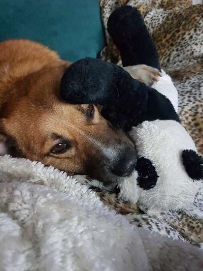 Zeigt mir die tollste Nahaufnahme von eurer Fellnase-Beitrag-Bild