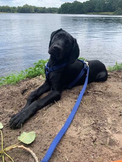 Mischlinge raten - Rätselspaß-Beitrag-Bild