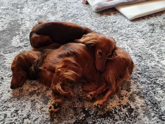 Die Dogorama Wochen Challenge "Friends will be Friends"-Beitrag-Bild