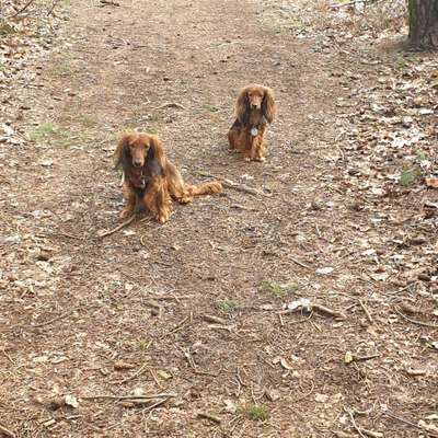 Foto's und Hundemodels-Beitrag-Bild