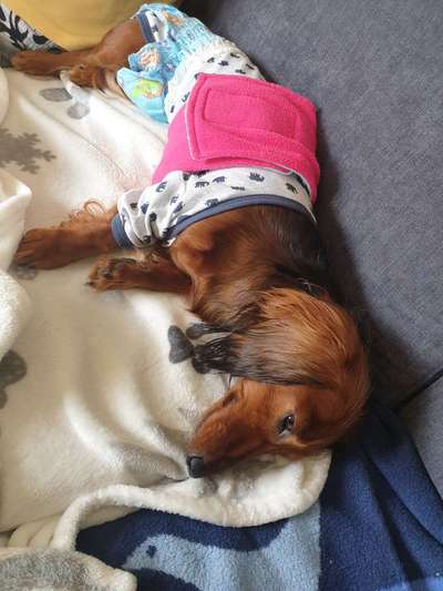 Dogorama Photo Challenge - Hündchen streckt dich-Beitrag-Bild