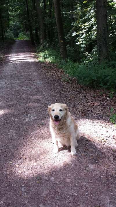 Wo sind die Golden Retriever Liebhaber?-Beitrag-Bild