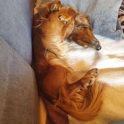 Dogorama Photo Challenge - Hündchen streckt dich-Beitrag-Bild