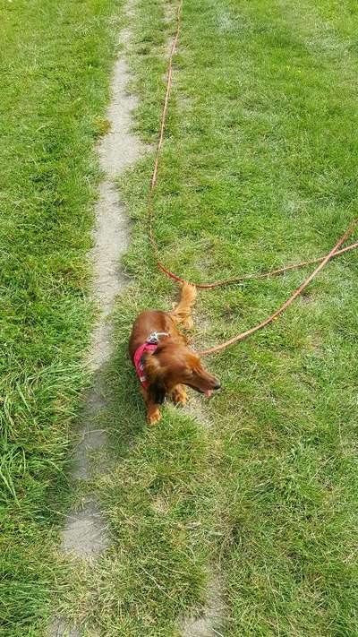 Hundeauslaufgebiet-Eisgrund-Bild