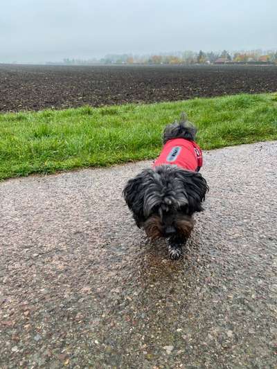 Hundekleidung - Top oder Flop-Beitrag-Bild