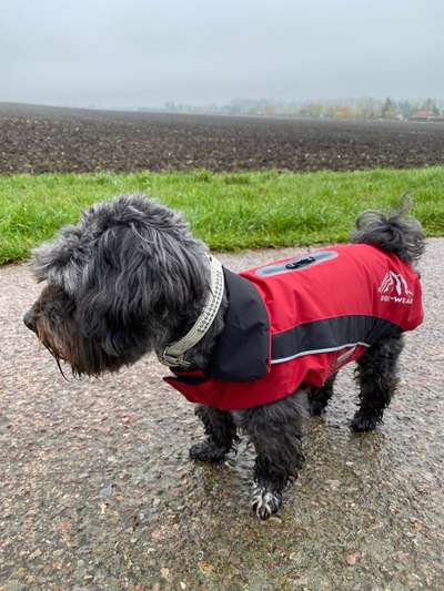 Hundekleidung - Top oder Flop-Beitrag-Bild