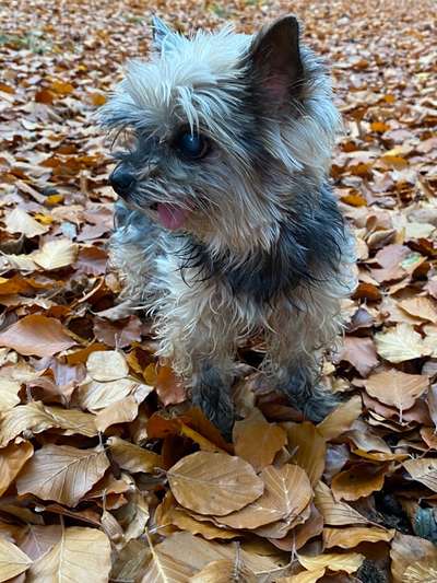 Dogorama Photo Challenge - Gassipause-Beitrag-Bild