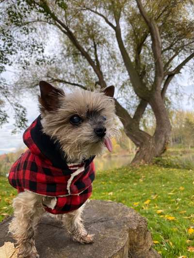 Hundekleidung - Top oder Flop-Beitrag-Bild