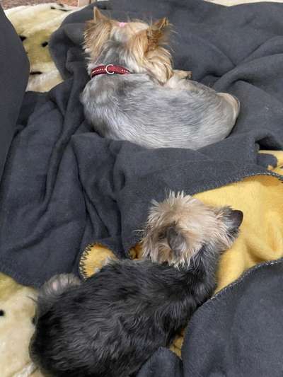 Mehrhundehaltung-Beitrag-Bild