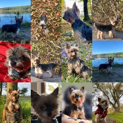 Regenbogenbrücke-Beitrag-Bild