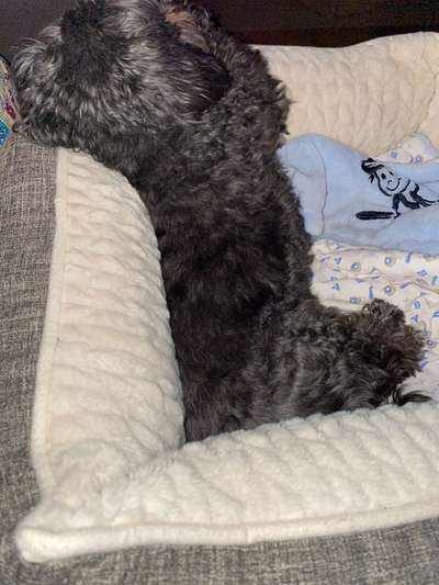 Hündin im Bett-Beitrag-Bild