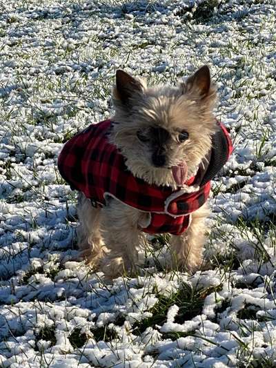 yorkshire Terrier austausch-Beitrag-Bild