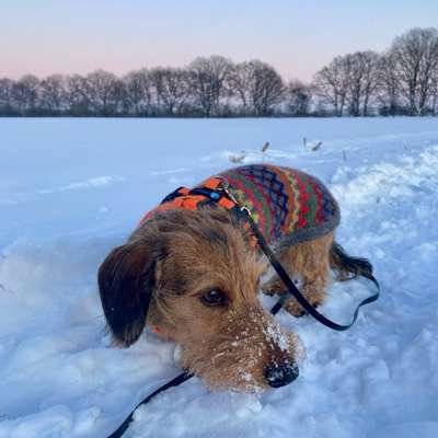 Hundetreffen-Wo sind die Dackel? (Oder vergleichbare kleine Hunderassen)-Bild