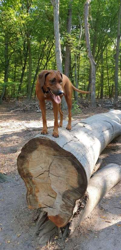 Rhodesian Ridgeback-Beitrag-Bild
