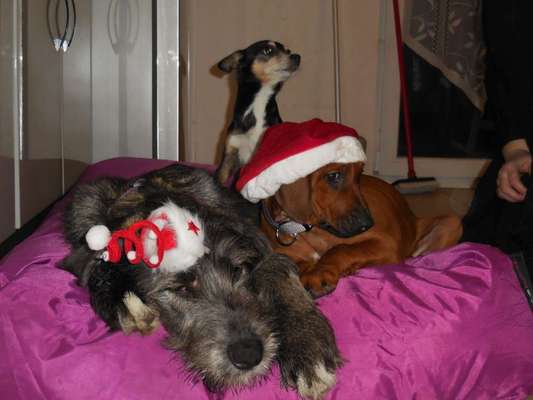 Challenge Nr. 8  Dein Hund im Weihnachtslook-Beitrag-Bild