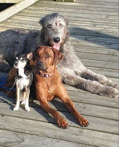 Mehrere Hunde zuhause !-Beitrag-Bild