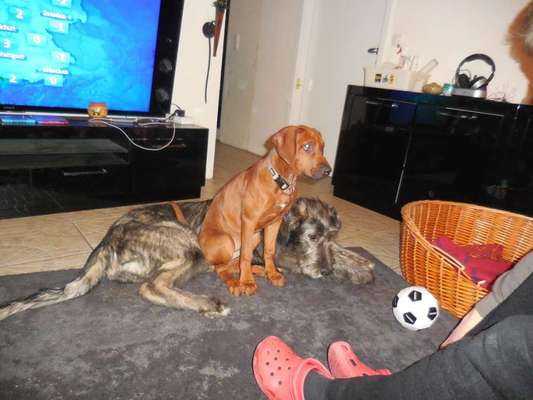 Rhodesian Ridgeback-Beitrag-Bild