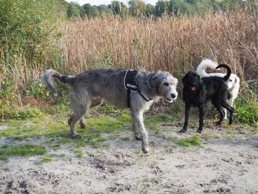 Windhunde - Treffen der besonderen Schönheiten
HERZLICH WILLKOMMEN-Beitrag-Bild