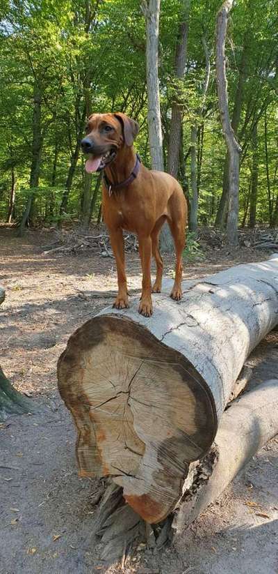 Dein Hund im Dogorama-Kalender 2021-Beitrag-Bild