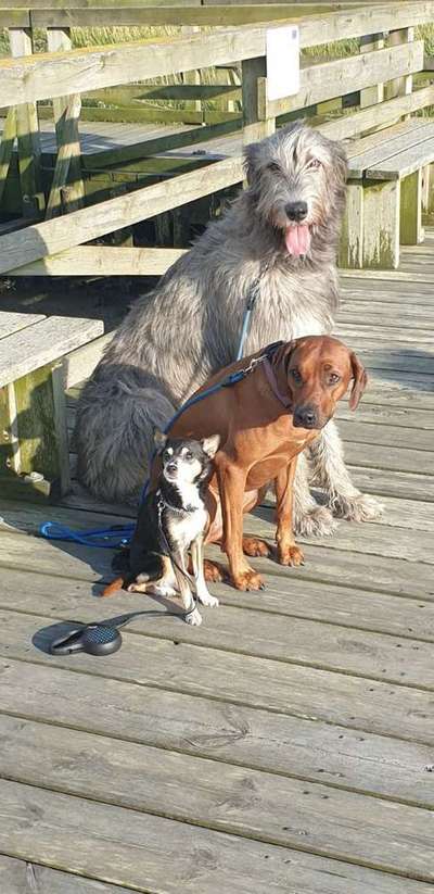 Dein Hund im Dogorama-Kalender 2021-Beitrag-Bild