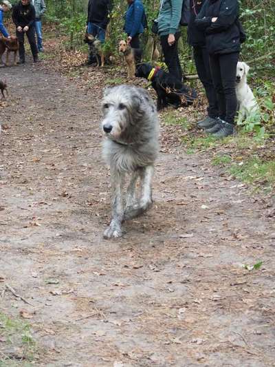 Windhunde - Treffen der besonderen Schönheiten
HERZLICH WILLKOMMEN-Beitrag-Bild