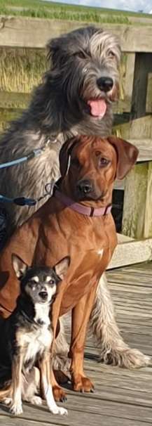 Dogorama Photo Challenge - Die besten Hundebuddys-Beitrag-Bild