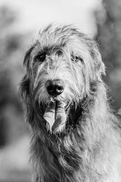 Windhunde - Treffen der besonderen Schönheiten
HERZLICH WILLKOMMEN-Beitrag-Bild