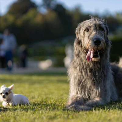 Windhunde - Treffen der besonderen Schönheiten
HERZLICH WILLKOMMEN-Beitrag-Bild