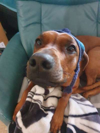 Die Dogorama Wochen Challenge-Beitrag-Bild