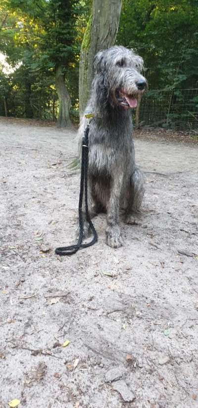 Windhunde - Treffen der besonderen Schönheiten
HERZLICH WILLKOMMEN-Beitrag-Bild