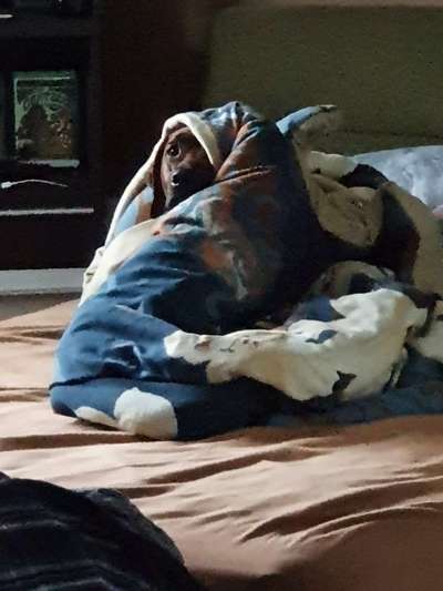 Rhodesian Ridgeback-Beitrag-Bild