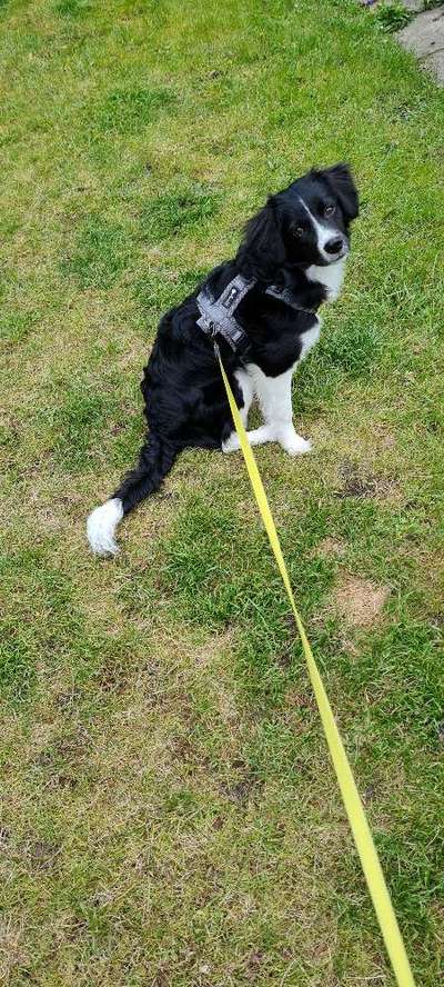 Hunde vom Tierschutzverein 🐕♥️-Beitrag-Bild