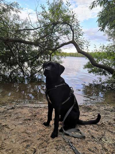 cane corso-Beitrag-Bild