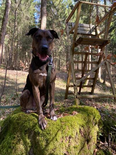 Hundetreffen-Ruhiger Trainingspartner 🐶 gesucht-Bild