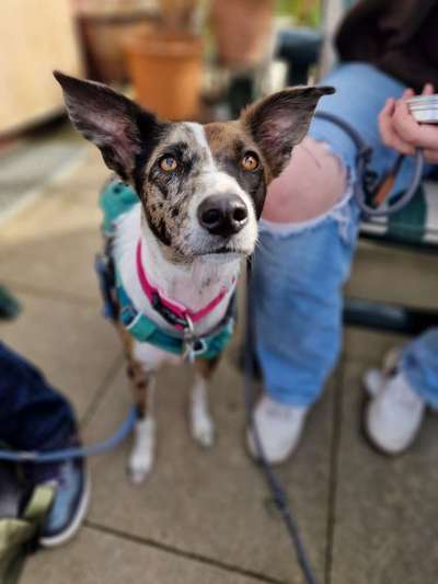 Handy Foto Challange Nr. 46  Happy Dog-Beitrag-Bild