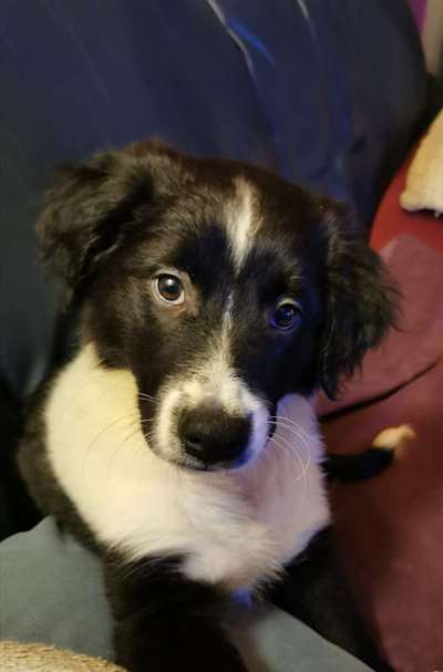 Die Dogorama Wochen Challenge-Beitrag-Bild