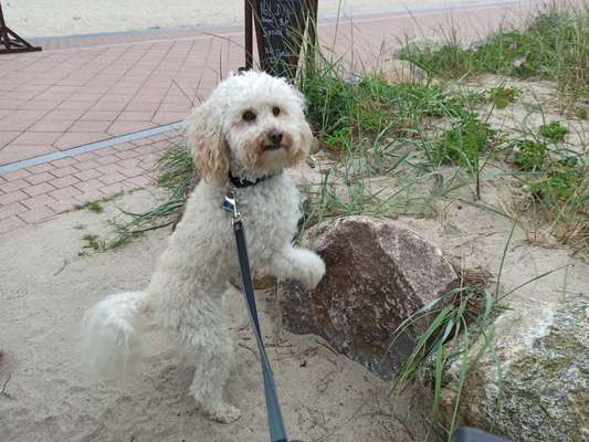 Rassen und ihre Eigenschaften-Beitrag-Bild