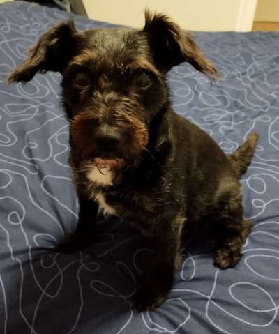 TierschutzhundeStammtisch🐕-Beitrag-Bild