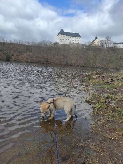 Wolfhunde Besitzer TWH oder SWH hier?-Beitrag-Bild