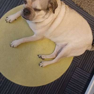 Hundetreffen-Suche Gassifreunde Buckow-Bild