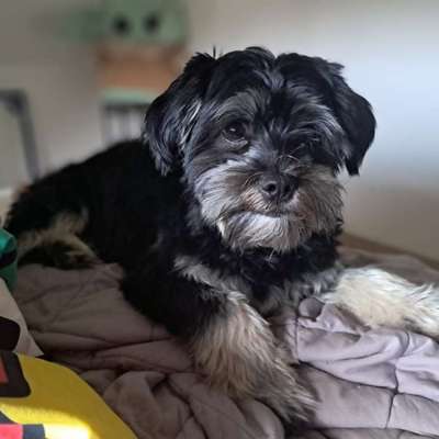 Hundetreffen-Spieletreffen-Bild