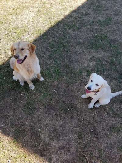 Bester Freund, Hundekumpel - zeigt her!-Beitrag-Bild